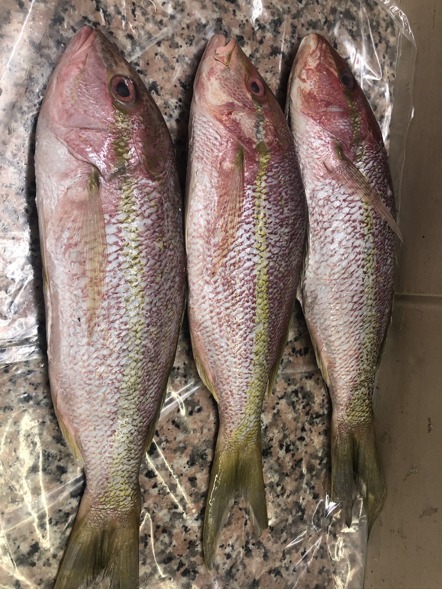 Yellowtail